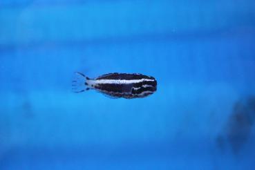 Meiacanthus kamoharai - Kamohara Schleimfisch Rarität